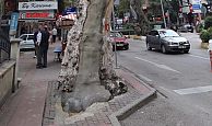 Devrilme riski yüksek çınar ağacı kesilecek