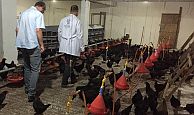 Büyükşehir’den çiftçilere yüzde  50 hibeli gezen tavuk desteği
