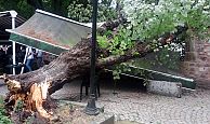 Fırtına, 30 yıllık ıhlamur ağacını yıktı!