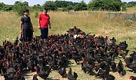 Büyükşehir’in yüzde 50 hibeli tavuk desteği çiftçilerin yüzünü güldürüyor
