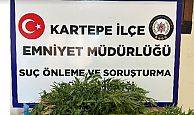 Uyuşturucu Maddelerin Murakabesi