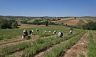 Kocaeli’de, Tıbbi ve Aromatik Bitki Hasadı, başladı