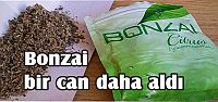  Bonzai bir can daha aldı