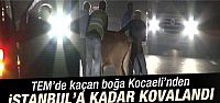  Kaçan boğa Kocaeli'nden İstanbul'a kadar kovalandı