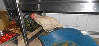 KÜMES DEĞİL LOKANTA