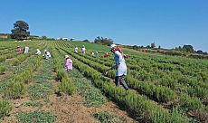Tıbbi ve aromatik bitkilerin hasadı başladı