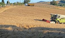 Körfez’de Atıklardan Bereket Doğdu: 5 Ton Buğday Hasat Edildi