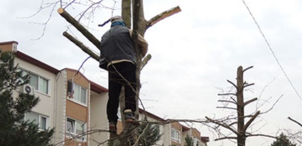 Yahya Kaptan'da ağaç direnişi sürüyor